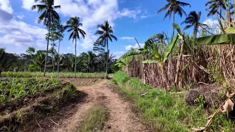 Serene Rural Pathway Surrounded by Lush Greenery and Palm Trees Stock Footage 345137285