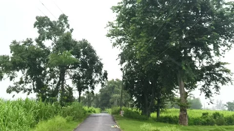 Serene Rural Pathway Through Greenery Stockbeeldmateriaal 343909012