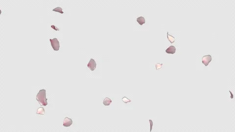 Serene Sakura Drift Elegant Falling Petals Stock Footage 330222120