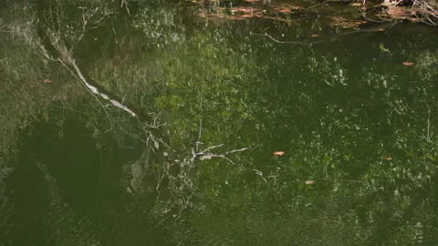 A serene scene capturing reflections of trees in still water Stock Footage 322607129