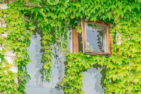 A serene scene features a partially open white window with vines, cascading o Stock Photos