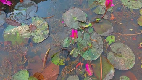 A serene scene featuring delicate water lilies gracefully floating atop a pond Stock Footage 321885457