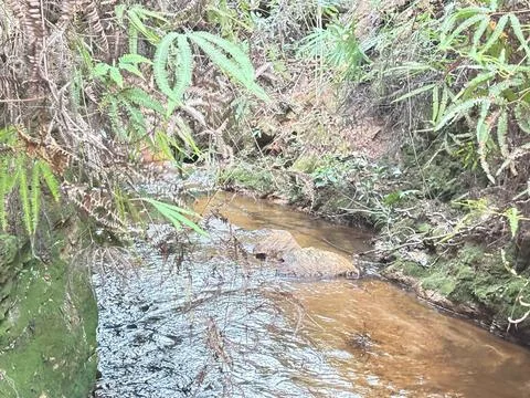 Serene scene of forest stream Stock Photos