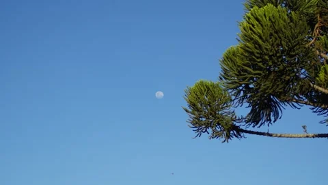 Serene Scene with Moon, Green Tree Leaves, and Bird in Flight. Stock Footage 277358767