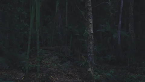 Serene scene of pale birch trunks shrouded in mist during evening hours Stock Footage 339800863
