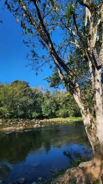 Serene scene of trees by the river Stock Photos