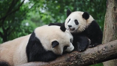 Serene Scene Of Two Pandas Bonding Closely Through Grooming And Playful Stock Footage 324789352
