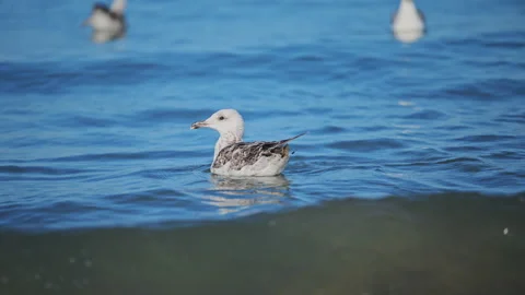 Serene seagulls drifting across blue sea waves in warm sunshine, beautiful 4K Stock Footage 334457622