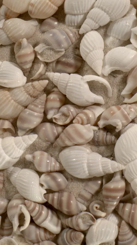 Serene Seaside Background Featuring Soft Sand And Shell Textures Stock Footage 335109074