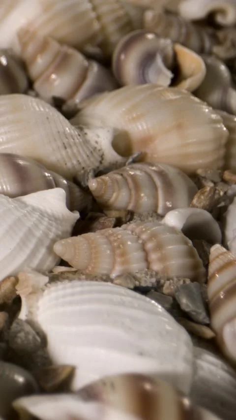 Serene Seaside Background Featuring Soft Sand And Shell Textures Stock Footage 335109137