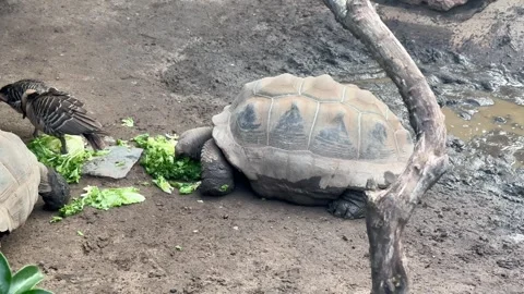 Serene setting with bird and turtle harmony. Quiet natural scene with bird and Stock Footage 327916945