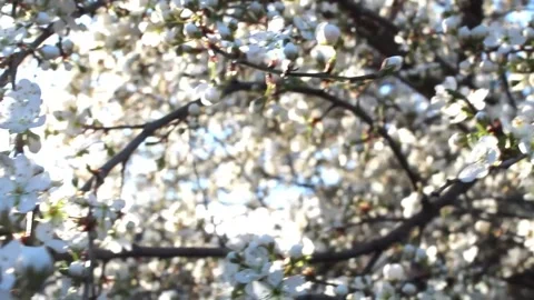 In a serene setting, delicate cherry blossoms bloom vibrantly, creating a Stock Footage 292752312
