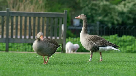 A serene setting with geese present in a lovely park landscape located in London Stock Footage 282955640
