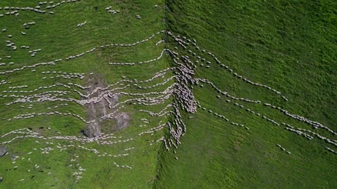 Serene Sheep Trails on Verdant Hillside Stock Footage 256962145