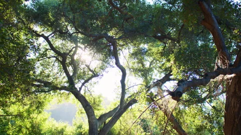 A serene shot in Beaudry Loop Trailhead, Glendale, CA. The camera pans gently 스톡 동영상 281985340