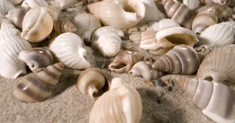 Serene Shot Of Shells Under Warm Sunlight With Smooth Cinematic Flow Stock Footage 335108979