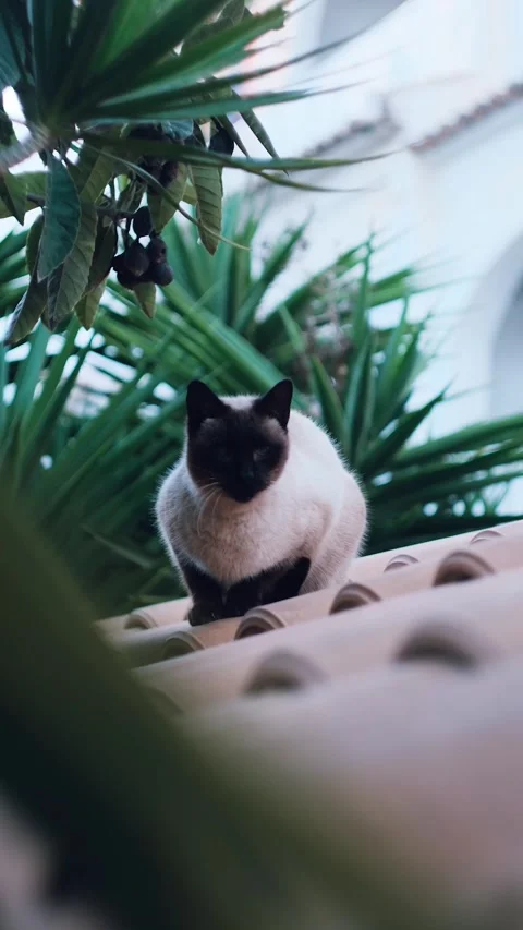 Serene Siamese Stock Footage 282798766
