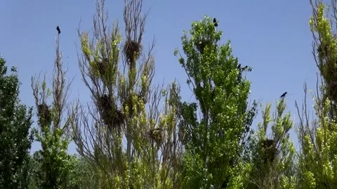 The serene sight of crows perched on gently swaying trees, stock footage. Stock Footage 304783568