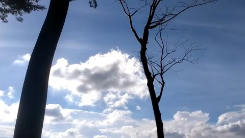 Serene Sky Through the Trees 库存影片 332601206