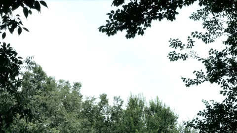 Serene Sky View Framed by Overhanging Tree Branches and Foliage Stock Footage 337548029
