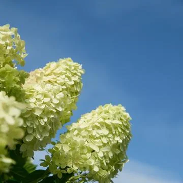 Serene Skyward View of Blooming Hydrangea Flowers Stock Photos