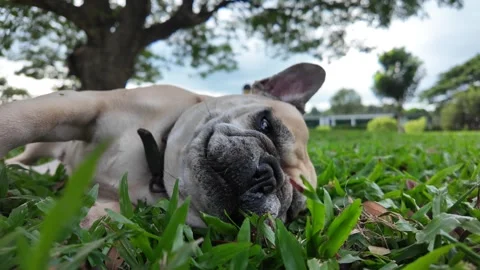 Serene Sleep Stockbeeldmateriaal 323584947