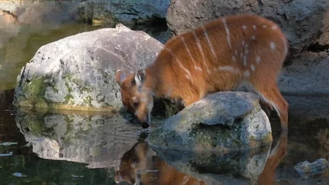 In this serene slow motion video, a Sitatunga antelope drinking water. Stock Footage 256218698