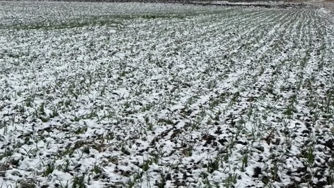 Serene Snow Dusted Green Field Stock Footage 299908318