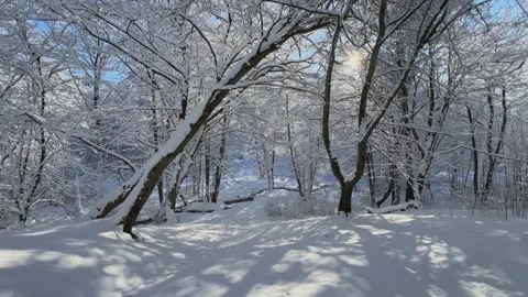 A Serene SnowCovered Forest Bathed in Beautiful Sunlight and Natures Vídeos de archivo 326623045