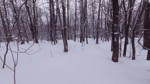 Serene Snowy Forest During Light Snow Stock Footage 326376957