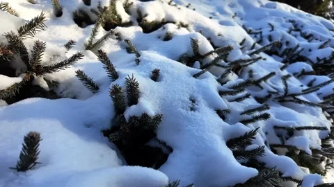 Serene Snowy Pine Branches Stock Footage 305088892