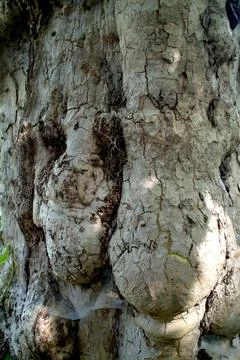 Serene spider web on tree trunk in natural setting close-up perspective gra.. Stock Photos