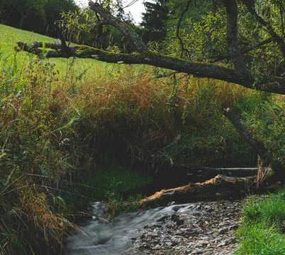 Serene Spring Forest with Fallen Tree Over Gentle Stream Stock Photos