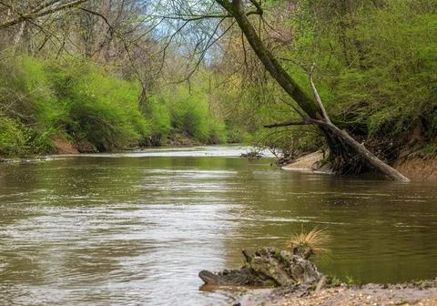 Serene Spring Forest with Fallen Tree Over Gentle Stream Stock Photos