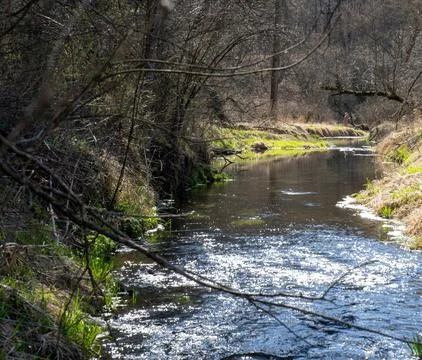 Serene Spring Forest with Fallen Tree Over Gentle Stream Stock Photos