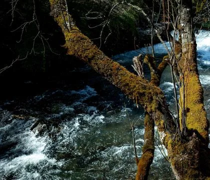 Serene Spring Forest with Fallen Tree Over Gentle Stream Stock Photos