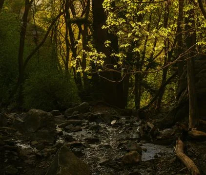 Serene Spring Forest with Fallen Tree Over Gentle Stream Stock Photos