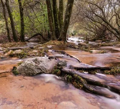 Serene Spring Forest with Fallen Tree Over Gentle Stream Stock Photos