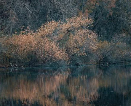 Serene Spring Forest with Fallen Tree Over Gentle Stream Stock Photos