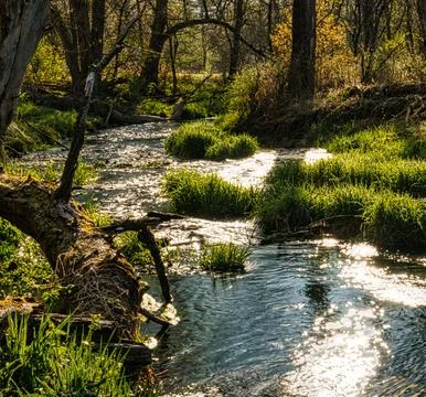 Serene Spring Forest with Fallen Tree Over Gentle Stream Stock Photos