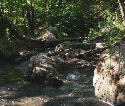 Serene Spring Forest with Fallen Tree Over Gentle Stream Stock Photos