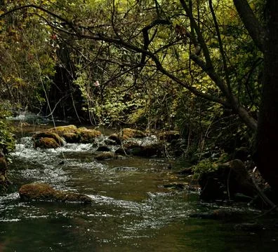 Serene Spring Forest with Fallen Tree Over Gentle Stream Stock Photos