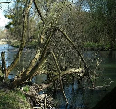 Serene Spring Forest with Fallen Tree Over Gentle Stream Stock Photos