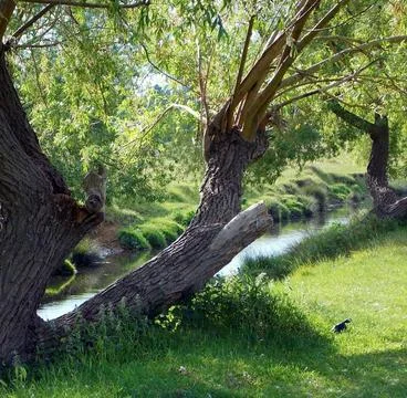 Serene Spring Forest with Fallen Tree Over Gentle Stream Stock Photos