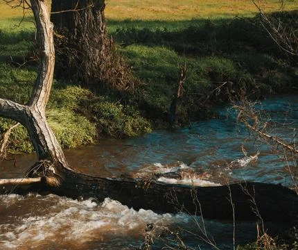 Serene Spring Forest with Fallen Tree Over Gentle Stream Stock Photos