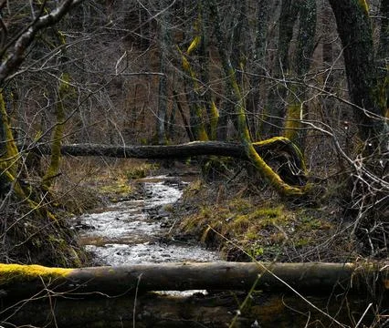 Serene Spring Forest with Fallen Tree Over Gentle Stream Stock Photos