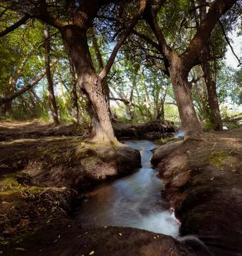 Serene Spring Forest with Fallen Tree Over Gentle Stream Stock Photos