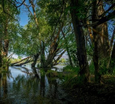 Serene Spring Forest with Fallen Tree Over Gentle Stream Stock Photos