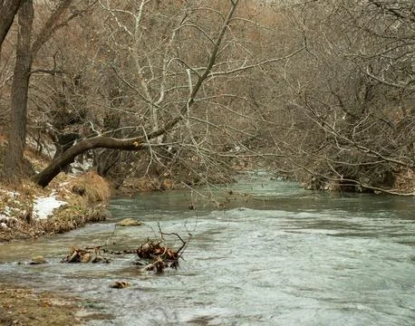 Serene Spring Forest with Fallen Tree Over Gentle Stream Stock Photos