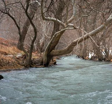 Serene Spring Forest with Fallen Tree Over Gentle Stream Stock Photos